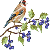Bunter Vogel