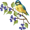 Bunter Vogel