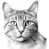 Bli le chat