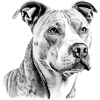 Jack le pitbull