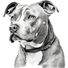 Zion the pit bull