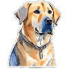 Labrador