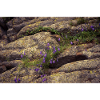 Rock vegetation.