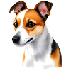 Jack Russell