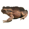 toad