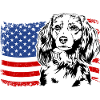 Nederlandse Kooikerhondje Amerika Flag Dogs