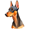Doberman