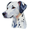 Dalmatian