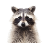 Raccoon Racoon