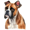 Boxer