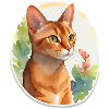 Abyssinian cat