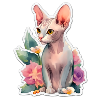 Chat Sphynx
