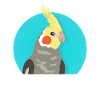 Nymphensittiche | Vogel Vogelbesitzer Geschenk
