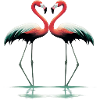 Flamingos Flamingo