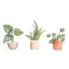 plant lover