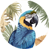 Ara bleu-or
