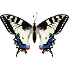Butterflyy GeomeTRIX