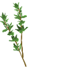 Don't Waste My Thyme