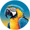 Blue and gold macaw