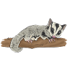 Short-headed glider Sugar Glider