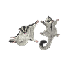 Short-headed glider Sugar Glider