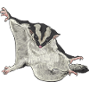Kurzkopfgleitbeutler Sugar Glider