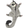 Kurzkopfgleitbeutler Sugar Glider