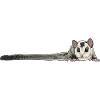 Short-headed glider Sugar Glider