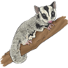 Short-headed glider Sugar Glider