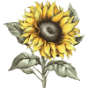 Sonneblume Sonnenblumen Geschenkidee