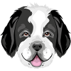 Saint Bernard head