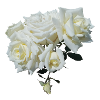 WHITE ROSE BUSH