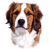 Kooiker dog breed