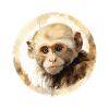 Singes capucins