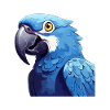 Hyacinth Macaw