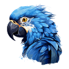 Hyacinth Macaw