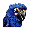 Hyacinth Macaw