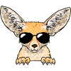 Fennek Fuchs Fennec Fox Wüstenfuchs