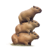 Capybara Tower
