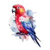 Perroquet à l’aquarelle