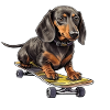 Dachshund Skateboard Adventure