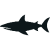 Requin