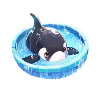 Captive Orca Print