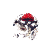 La Nuit du Dragon