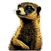 Suricate regardant au loin