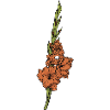 Nijmegen Gladiolus