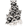 Raccoons