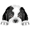 Peeping Saint Bernard puppy dog