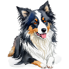 Border Collie