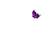 Carlin avec chien papillon